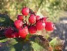 Rose Hip Extract   